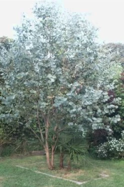 Big O Cold Hardy Eucalyptus Tree (Eucalyptus Neglecta) - 3 Gallon Pot 11 Big O Cold Hardy Eucalyptus Tree (Eucalyptus Neglecta) - 3 Gallon Pot -Outlet The Ever Garden Store Eucalyptus Big O 5 500x750 2