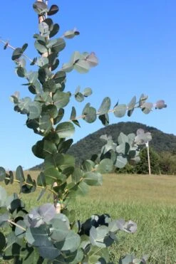 Big O Cold Hardy Eucalyptus Tree (Eucalyptus Neglecta) - 1 Gallon Pot -Outlet The Ever Garden Store Eucalyptus Big O Cold 2 500x750 1
