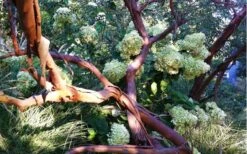 Funky Monkey Cold Hardy Eucalyptus Tree (Eucalyptus Parvula) - 3 Quart Pot -Outlet The Ever Garden Store Eucalyptus Funky Monkey Branches 1