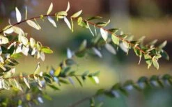 Funky Monkey Cold Hardy Eucalyptus Tree (Eucalyptus Parvula) - 3 Quart Pot -Outlet The Ever Garden Store Eucalyptus Funky Monkey Leaves 1