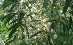 Funky Monkey Cold Hardy Eucalyptus Tree (Eucalyptus Parvula) - 6 Pack Of 1 Gallon Pots -Outlet The Ever Garden Store Eucalyptus Funky Monkey Leaves Mature