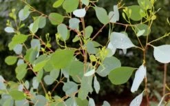 Lucky Country Cold Hardy Eucalyptus Tree (Eucalyptus Camphora) - 1 Gallon Pot -Outlet The Ever Garden Store Eucalyptus Lucky Country 1