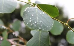 Lucky Country Cold Hardy Eucalyptus Tree (Eucalyptus Camphora) - 1 Gallon Pot -Outlet The Ever Garden Store Eucalyptus Lucky Country 2