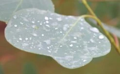 Lucky Country Cold Hardy Eucalyptus Tree (Eucalyptus Camphora) - 1 Gallon Pot -Outlet The Ever Garden Store Eucalyptus Lucky Country 3