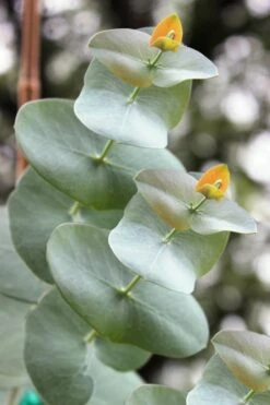 Luna Cold Hardy Eucalyptus Tree (Eucalyptus Perriniana) - 2 Gallon Pot -Outlet The Ever Garden Store Eucalyptus Luna 1