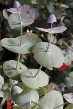 Luna Cold Hardy Eucalyptus Tree (Eucalyptus Perriniana) - 2 Gallon Pot -Outlet The Ever Garden Store Eucalyptus Luna 13