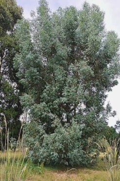 Luna Cold Hardy Eucalyptus Tree (Eucalyptus Perriniana) - 2 Gallon Pot -Outlet The Ever Garden Store Eucalyptus Luna 5