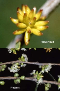 Skinny Minny Hardy Eucalyptus Tree (Eucalyptus Moorei) - 3 Gallon Pot -Outlet The Ever Garden Store Eucalyptus Skinny Minny 1