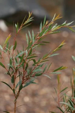 Skinny Minny Hardy Eucalyptus Tree (Eucalyptus Moorei) - 3 Gallon Pot -Outlet The Ever Garden Store Eucalyptus Skinny Minny 2