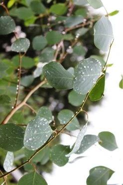 Lucky Country Cold Hardy Eucalyptus Tree (Eucalyptus Camphora) - 1 Gallon Pot -Outlet The Ever Garden Store Eucalytptus Lucky Country BS