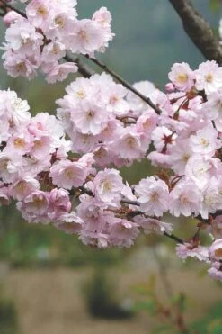 Autumnalis Fall Blooming Cherry Tree - 5 Gallon Pot -Outlet The Ever Garden Store Floweriong Cherry Autumnalis 2