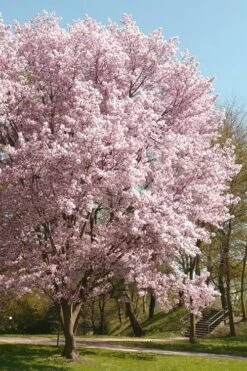 Autumnalis Fall Blooming Cherry Tree - 5 Gallon Pot -Outlet The Ever Garden Store Floweriong Cherry Autumnalis 3