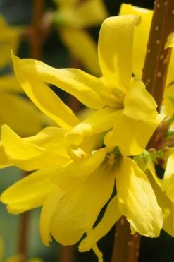 Believe It Or Not Forsythia - 2 Gallon Pot -Outlet The Ever Garden Store Forsythia Lynwood Gold Rev 2 500x750 1