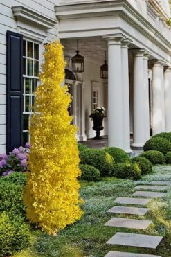 Sky Tower Ginkgo Maidenhair Tree (Male) - 3 Gallon Pot -Outlet The Ever Garden Store Ginkgo Sky Tower 1 1