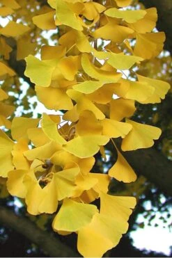 Sky Tower Ginkgo Maidenhair Tree (Male) - 3 Gallon Pot -Outlet The Ever Garden Store Ginkgo Sky Tower 2 1