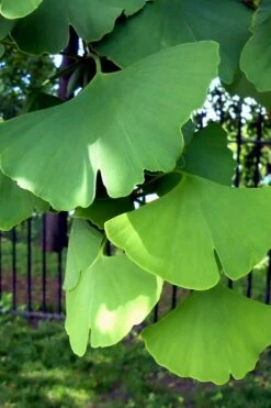 Ginkgo Maidenhair Tree - 5 Gallon Pot -Outlet The Ever Garden Store Ginkgo Tree 10