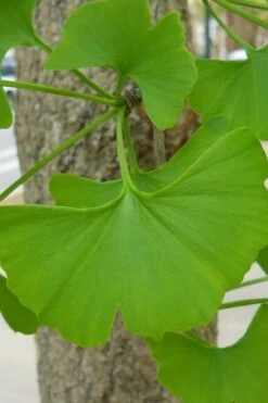 Sky Tower Ginkgo Maidenhair Tree (Male) - 3 Gallon Pot -Outlet The Ever Garden Store Ginkgo Tree 11 2
