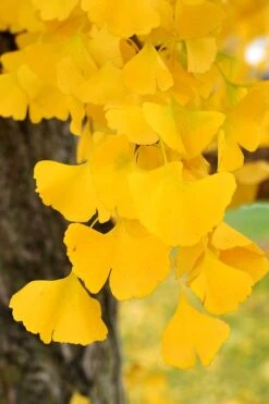 Ginkgo Maidenhair Tree - 5 Gallon Pot -Outlet The Ever Garden Store Ginkgo Tree 14