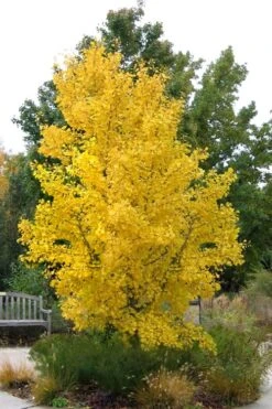 Ginkgo Maidenhair Tree - 5 Gallon Pot -Outlet The Ever Garden Store Ginkgo Tree 16