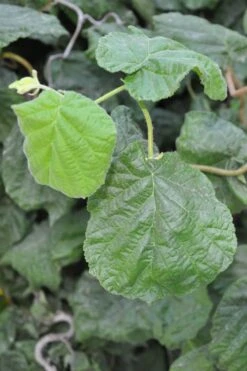 Harry Lauder's Walking Stick - Corylus Avellana 'Contorta' - 5 Gallon Pot -Outlet The Ever Garden Store Harry Lauder Walking Stick 12