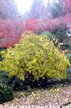Harry Lauder's Walking Stick - Corylus Avellana 'Contorta' - 5 Gallon Pot -Outlet The Ever Garden Store Harry Lauder Walking Stick 15