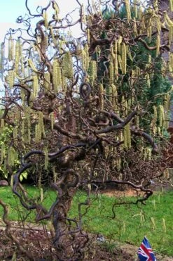 Harry Lauder's Walking Stick - Corylus Avellana 'Contorta' - 2 Gallon Pot -Outlet The Ever Garden Store Harry Lauder Walking Stick 16 1