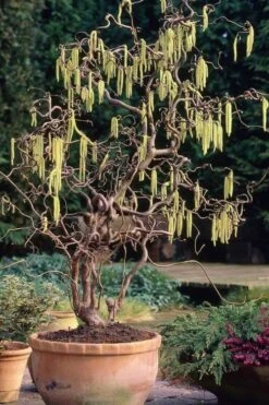 Harry Lauder's Walking Stick - Corylus Avellana 'Contorta' - 2 Gallon Pot