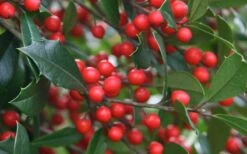 Foster's No. 2 Holly - 7 Gallon Pot (3-4') -Outlet The Ever Garden Store Holly Fosteri Berries Foliage
