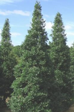 Foster's No. 2 Holly - 7 Gallon Pot (3-4') -Outlet The Ever Garden Store Holly Fosters No 2 500x750 1