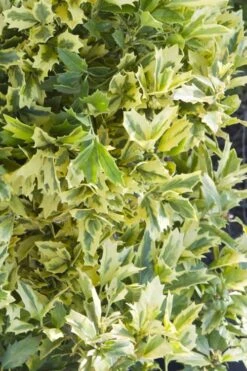 Golden Oakland Holly - 2 Gallon Pot -Outlet The Ever Garden Store Holly Golden Oakland 1