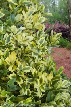 Golden Oakland Holly - 2 Gallon Pot -Outlet The Ever Garden Store Holly Golden Oakland 2