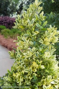 Golden Oakland Holly - 2 Gallon Pot