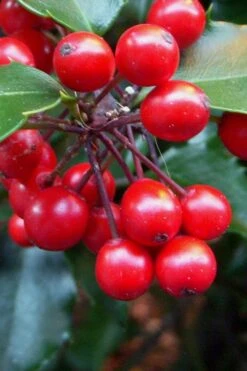 Liberty Holly - 3 Gallon Pot -Outlet The Ever Garden Store Holly Liberty 10