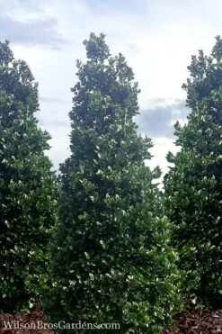 Liberty Holly - 3 Gallon Pot -Outlet The Ever Garden Store Holly Liberty 7