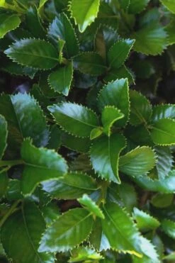 Liberty Holly - 3 Gallon Pot -Outlet The Ever Garden Store Holly Liberty 9