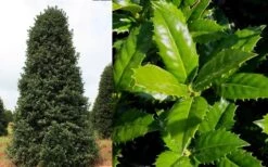 Mary Nell Holly - 6 Pack Of 1 Gallon Pots -Outlet The Ever Garden Store Holly Mary Nell