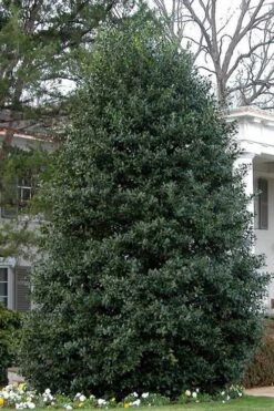 Nellie R. Stevens Holly - 1 Gallon Pot -Outlet The Ever Garden Store Holly Nellie Stephens 10 2