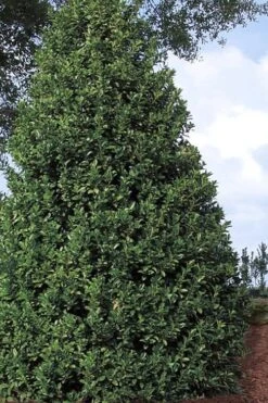 Oakland Holly - 1 Gallon Pot -Outlet The Ever Garden Store Holly Oakland 11