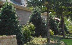 Oakland Holly - 1 Gallon Pot -Outlet The Ever Garden Store Holly Oakland 13