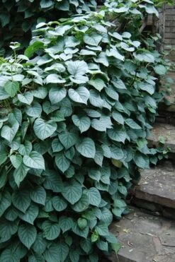 Moonlight Climbing Hydrangea - 5 Gallon Pot 17 Moonlight Climbing Hydrangea - 5 Gallon Pot -Outlet The Ever Garden Store Hydrangea Climbing Moonlight 2