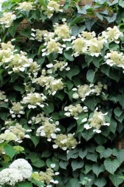Moonlight Climbing Hydrangea - 5 Gallon Pot 18 Moonlight Climbing Hydrangea - 5 Gallon Pot -Outlet The Ever Garden Store Hydrangea Climbing Moonlight 3