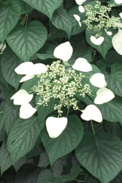 Moonlight Climbing Hydrangea - 1 Gallon Pot -Outlet The Ever Garden Store Hydrangea Climbing Moonlight 5 1