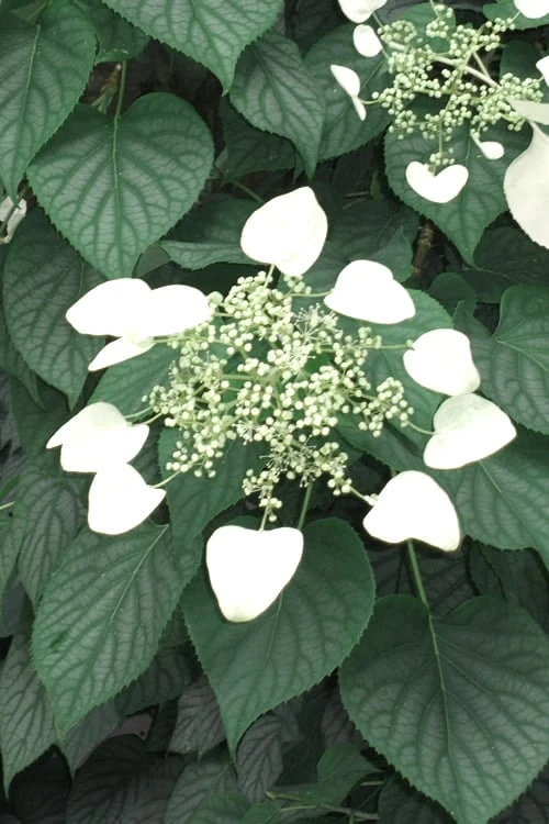 Moonlight Climbing Hydrangea - 5 Gallon Pot 4 Moonlight Climbing Hydrangea - 5 Gallon Pot - Image 4
