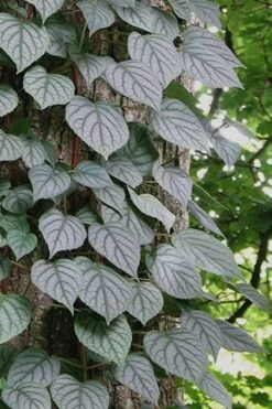 Moonlight Climbing Hydrangea - 2 Gallon Pot -Outlet The Ever Garden Store Hydrangea Climbing Moonlight 6 2
