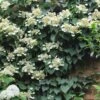 Moonlight Climbing Hydrangea - 5 Gallon Pot