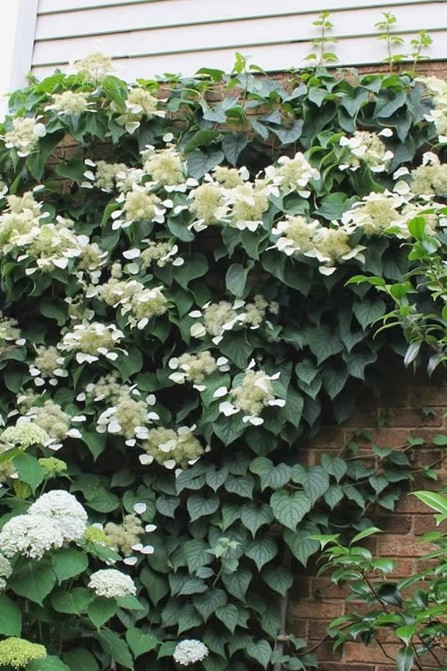 Moonlight Climbing Hydrangea - 5 Gallon Pot 1 Moonlight Climbing Hydrangea - 5 Gallon Pot