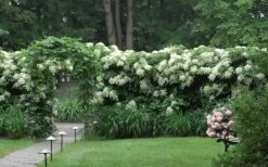 Moonlight Climbing Hydrangea - 1 Gallon Pot -Outlet The Ever Garden Store Hydrangea Climbing Petiolaris 16 1