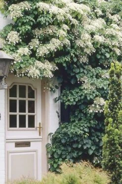Moonlight Climbing Hydrangea - 5 Gallon Pot 15 Moonlight Climbing Hydrangea - 5 Gallon Pot -Outlet The Ever Garden Store Hydrangea Climbing Petiolaris 17