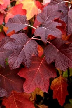 Snowcicle Oakleaf Hydrangea - 3 Gallon Pot -Outlet The Ever Garden Store Hydrangea Oakleaf Snowcicle 3
