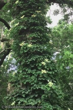 Moonlight Climbing Hydrangea - 2 Gallon Pot -Outlet The Ever Garden Store Hydrangea Petiolaris Climbing Tree 18 2